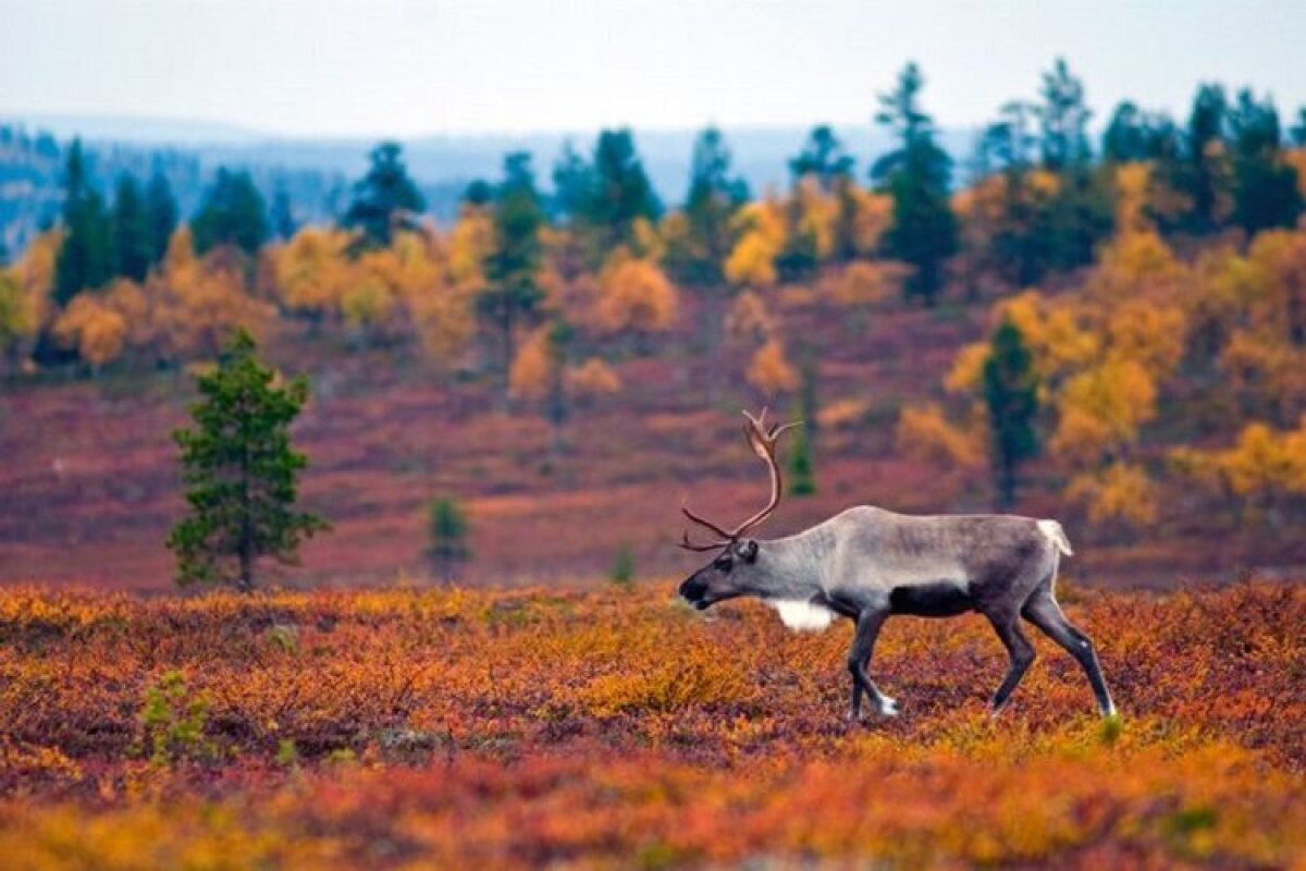 Тундра ж. Финляндия лесотундра тундра. Лапландия осень Финляндия. Лапландия (Швеция) Северные олени. Лапландия Финляндия природа.