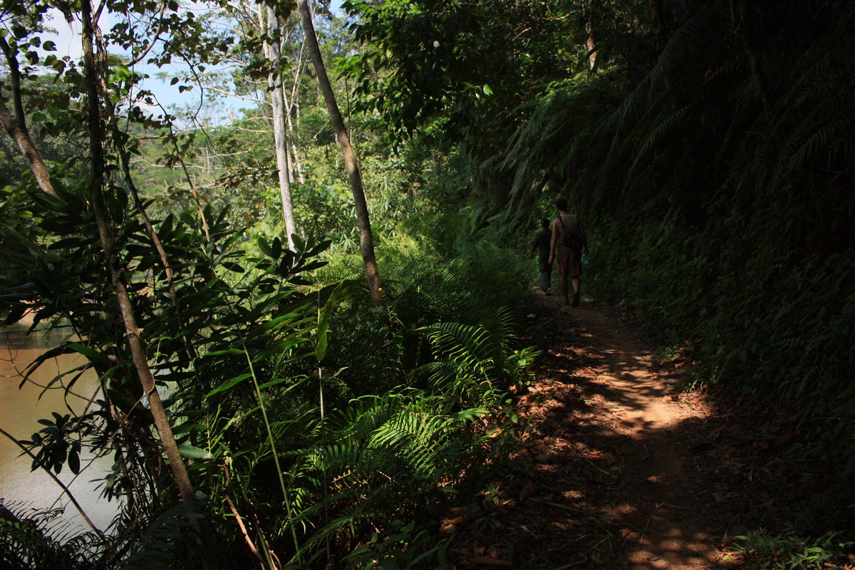 Шри ланка лес. Ливневый лес Синхараджа Шри Ланка. Национальный парк Синхараджа. Лесной заповедник Синхараджа Шри Ланка. Дождевой лес Шри Ланка.